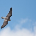 peregrine (Falco peregrinus) Mark Elvin
